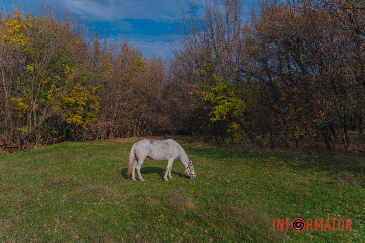 Осінні барви Тунельної балки у Дніпрі: прогулянки, фото та коні 5