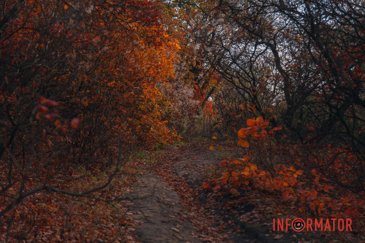 Осінні барви Тунельної балки у Дніпрі: прогулянки, фото та коні 6