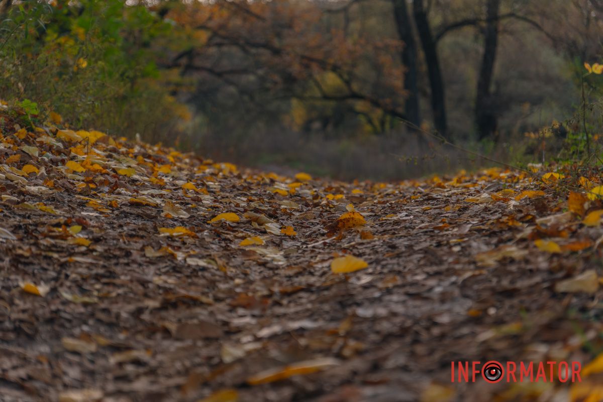 Осінні барви Тунельної балки у Дніпрі: прогулянки, фото та коні 2
