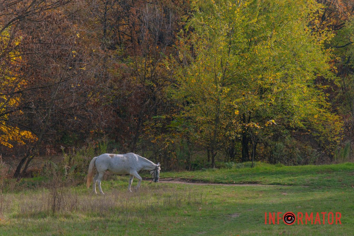 Осінні барви Тунельної балки у Дніпрі: прогулянки, фото та коні 21