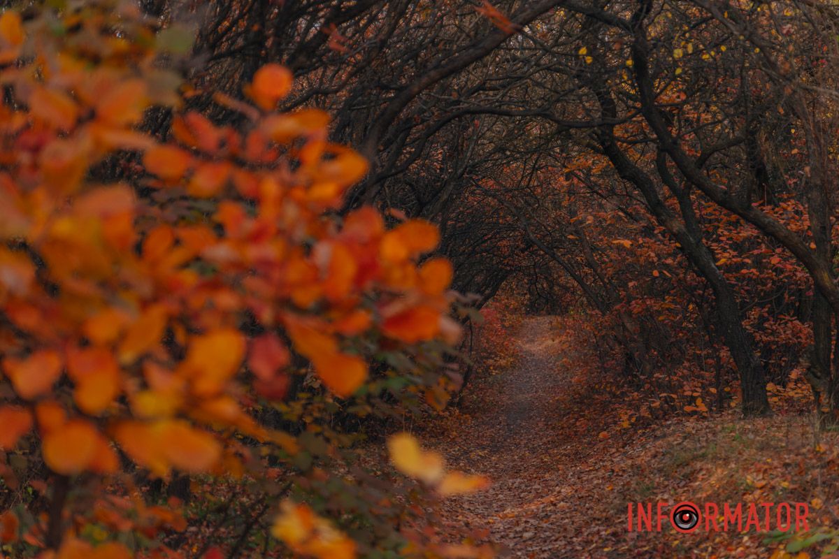 Осінні барви Тунельної балки у Дніпрі: прогулянки, фото та коні 25