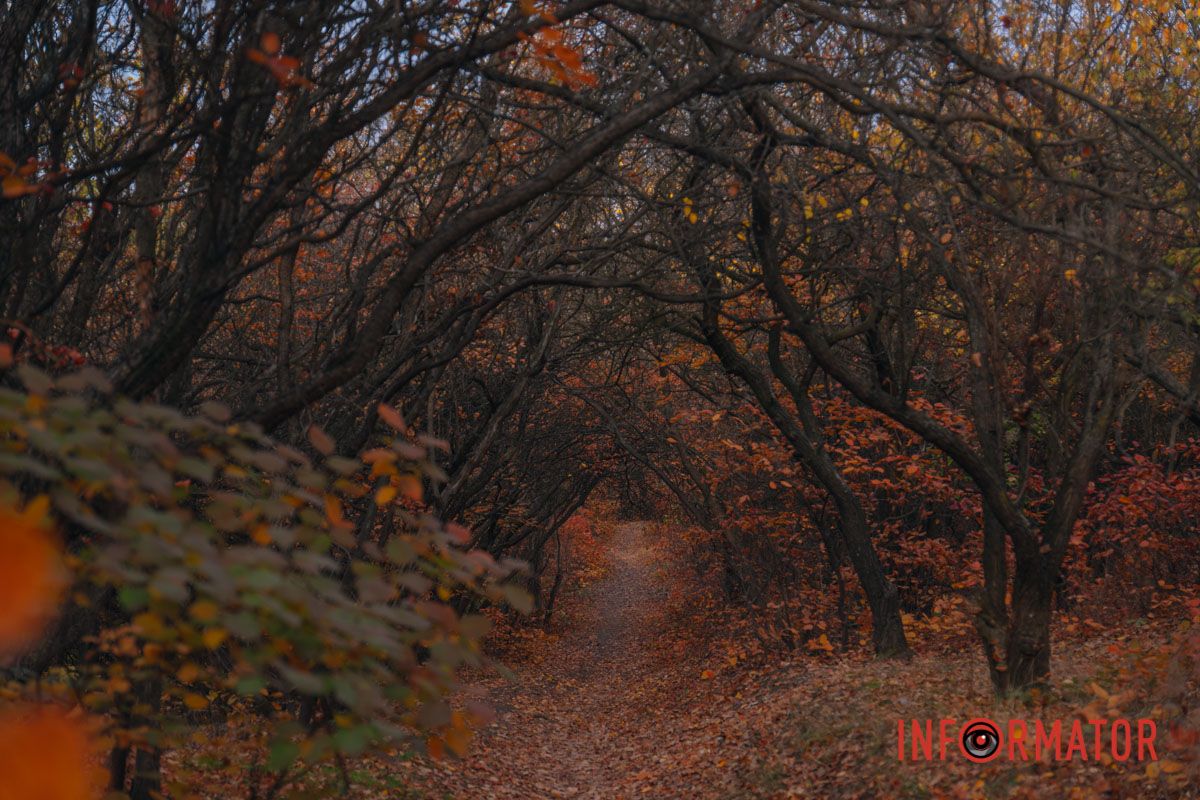 Осінні барви Тунельної балки у Дніпрі: прогулянки, фото та коні 33