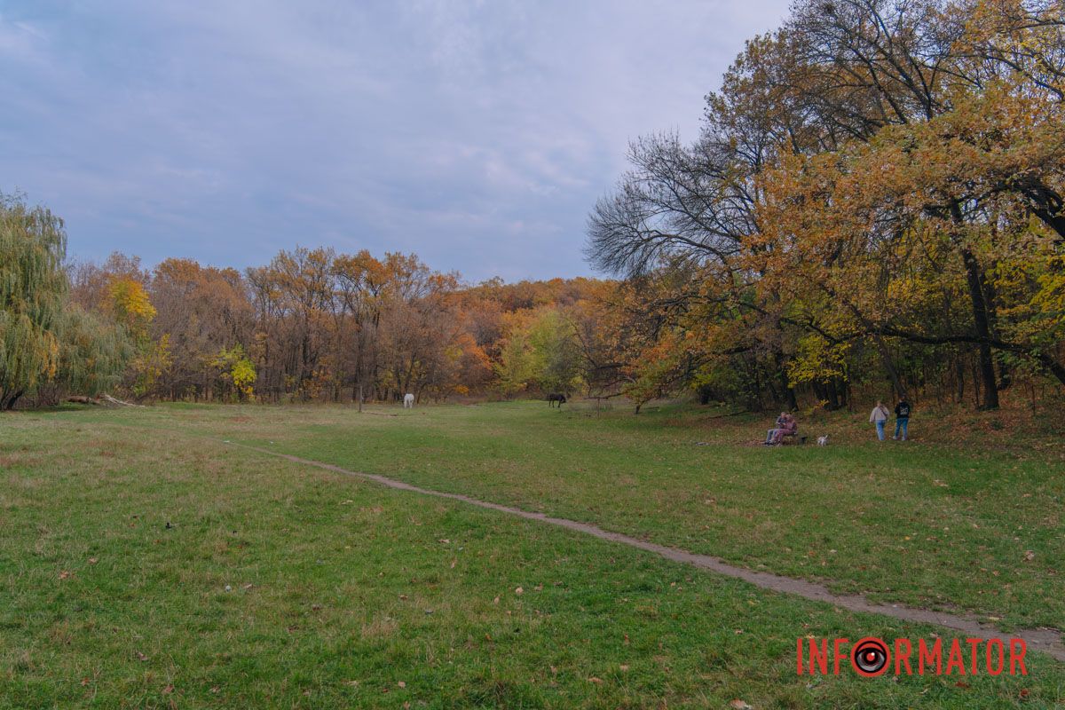 Осінні барви Тунельної балки у Дніпрі: прогулянки, фото та коні 29
