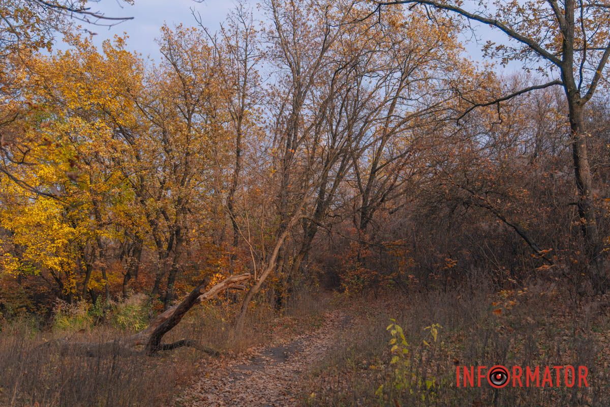 Осінні барви Тунельної балки у Дніпрі: прогулянки, фото та коні 37