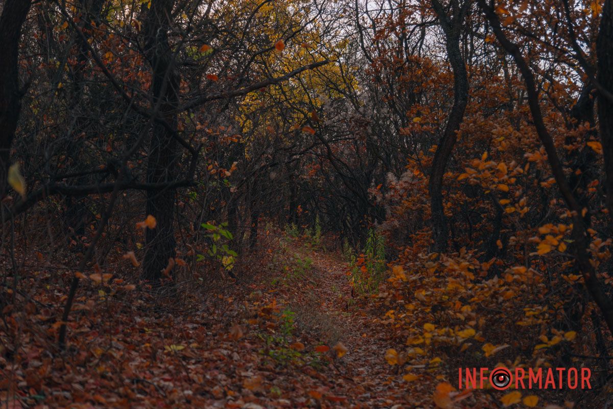 Осінні барви Тунельної балки у Дніпрі: прогулянки, фото та коні 36