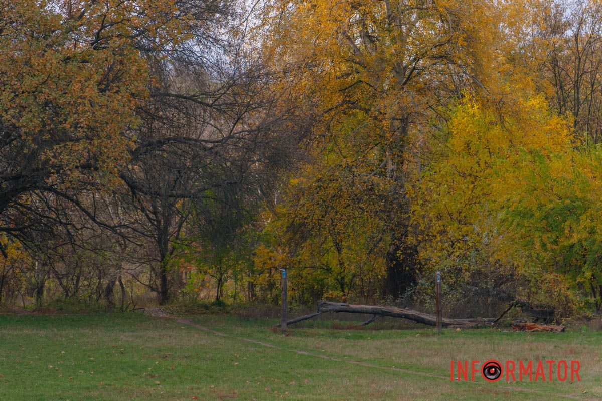 Осінні барви Тунельної балки у Дніпрі: прогулянки, фото та коні 42