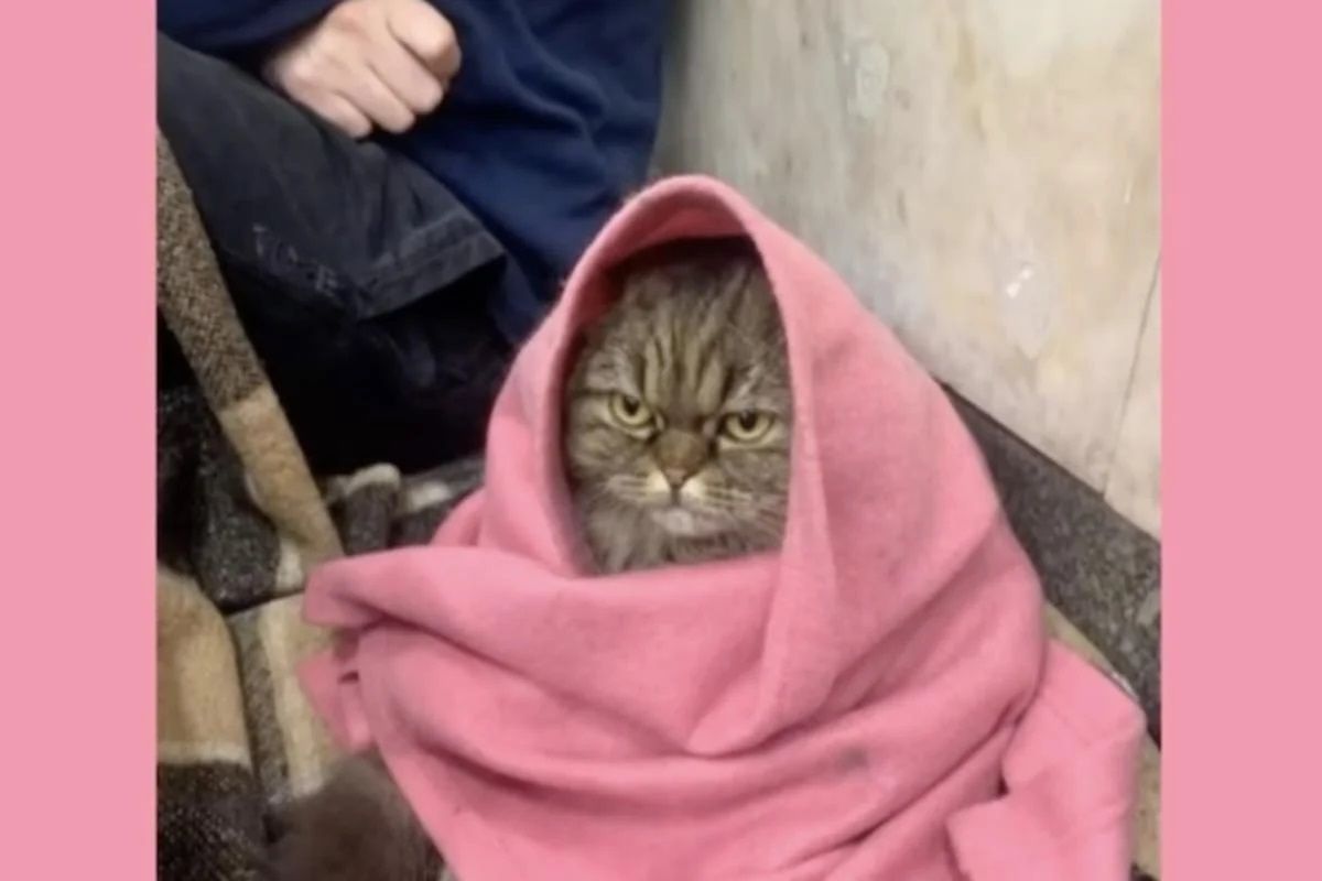 Кішка Хлоя ховається від обстрілів у метро Кішка Хлоя ховається від обстрілів у метро