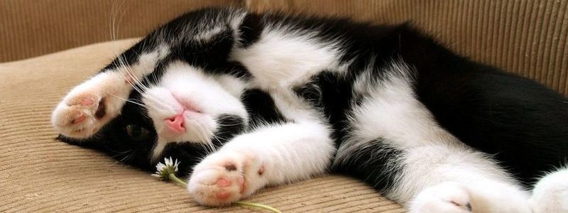 В Киеве ищут хозяина для попавшего в аварию котенка