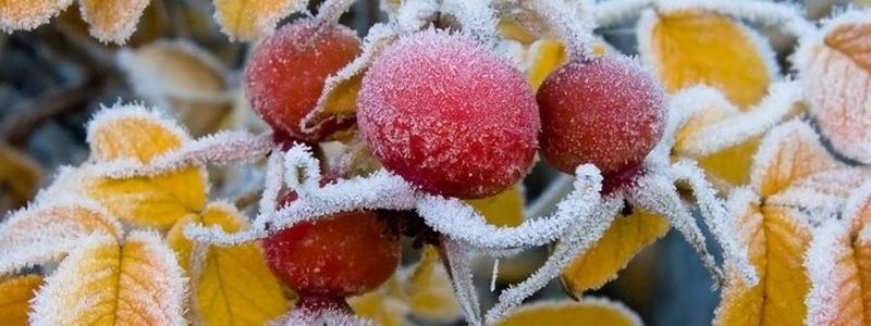 На неделе в Киеве ожидаются заморозки