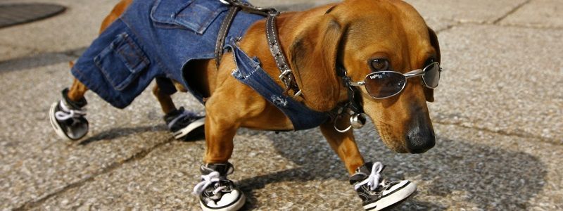 В Киеве собакам запретят гулять в школах и больницах