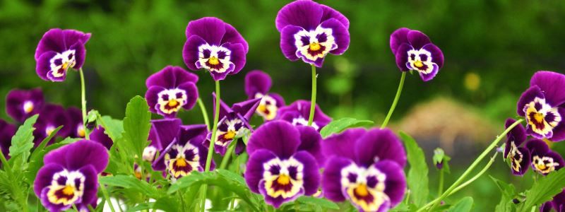 В Киеве пройдет фестиваль фиалок