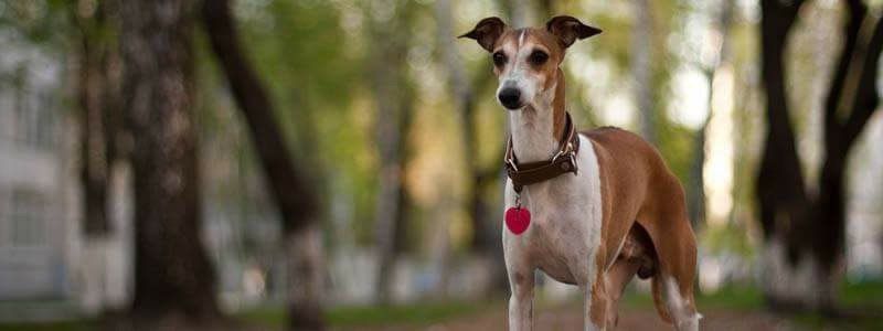 В Киеве нашлась собака, которую украли вместе с Range Rover