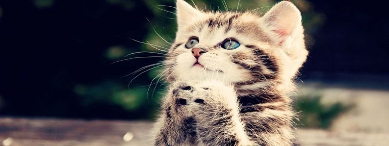 В Киеве из-под бетонной плиты спасли котенка