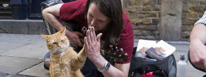 В Киеве не могут запретить попрошайничать с животными