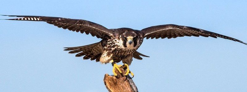 В Борисполе пытались варварски вывезти в чемоданах живых соколов