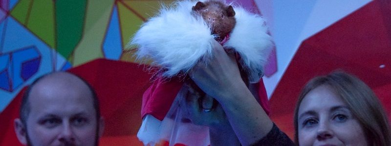 В Киеве четвероногие любимцы танцевали и дефилировали по подиуму