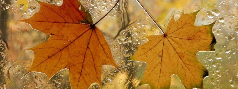 Погода на 24 октября: в Киеве будет дождь со снегом