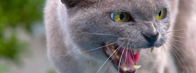 Как в Киеве избежать срока за отказ от вакцинации вашего питомца