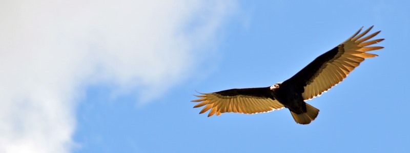 Из Киева в Катар пытались вывезти трех соколов в чемодане