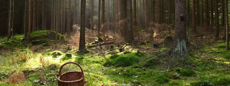 Под Киевом женщину-грибника насмерть раздавило дерево