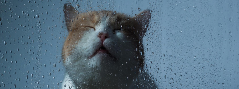 Погода на 2 ноября: в Киеве ожидается дождь