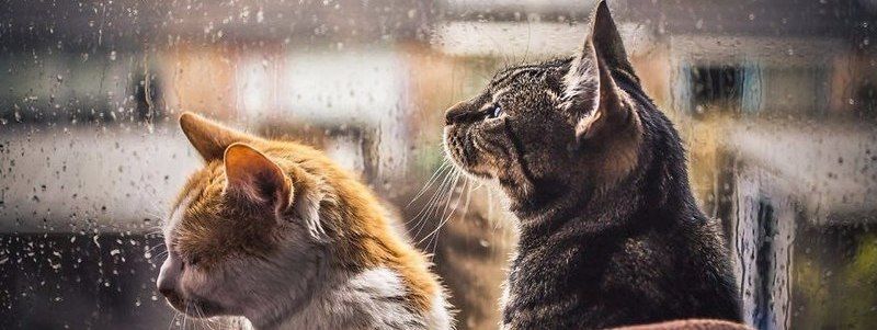 Погода на 9 ноября: в Киеве будет туман