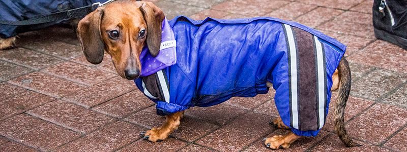 В Киеве прошел костюмированный парад такс: среди призеров - Тайсон и Ромео