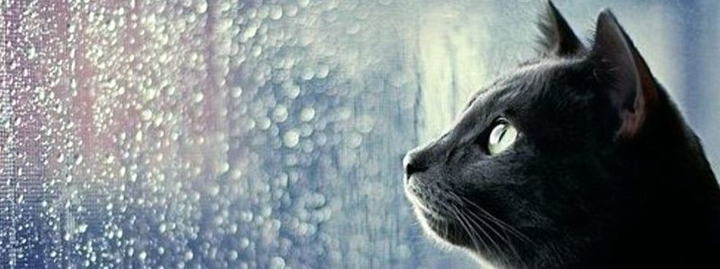 Погода на 19 ноября: в Киеве ожидается дождь