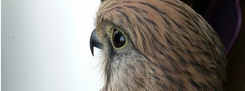 В Киеве на Дарнице появилась необычная гостья