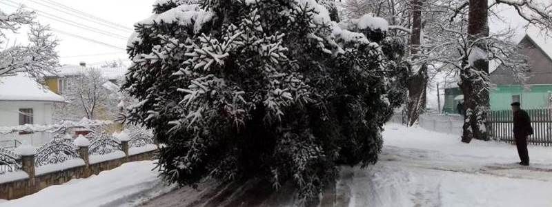 Новогодняя елка: зеленая красавица опаздывает в Киев