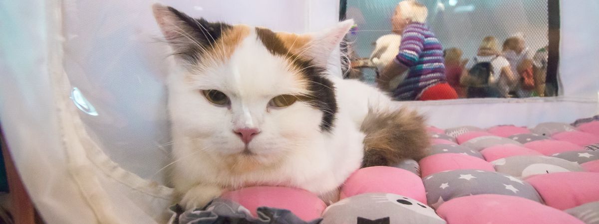 В Киеве 250 котов посетили бал: как это было