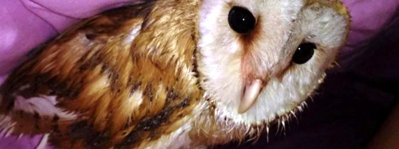 В Киеве в районе Днепровской набережной ищут Недоразумение