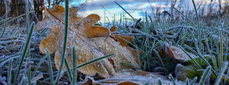 В Украину идут заморозки: к чему готовиться