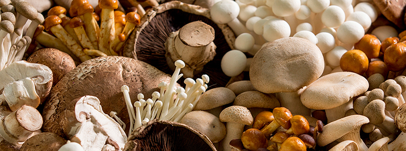 Грибной сезон: в Украине от отравления умерли 11 человек