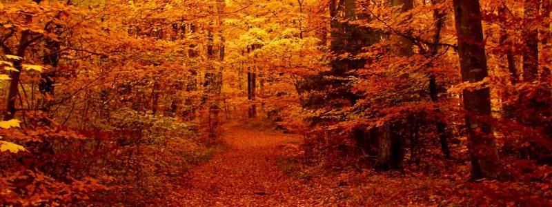 Заборона спалювання листя та сміття в Києві: штрафи та екологічні методи вирішення проблеми