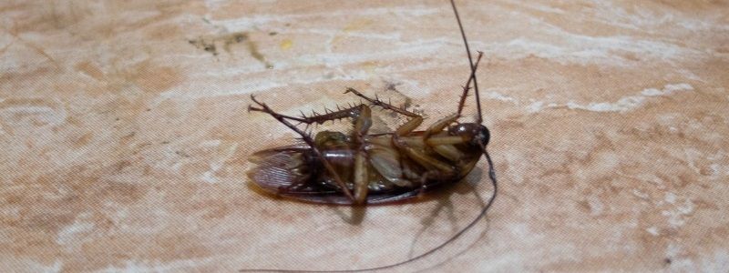 Таргани у супермаркетах Києва: недотримання санітарних норм та загроза здоров'ю