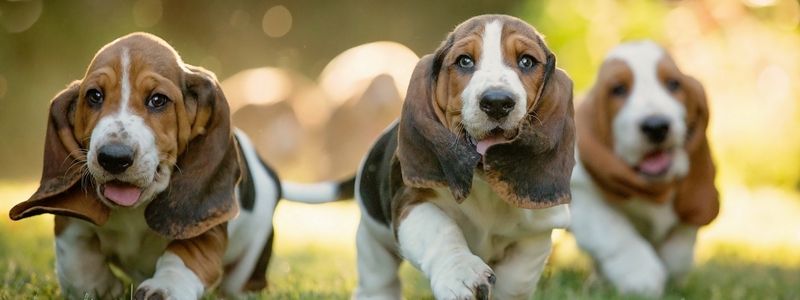 Подарите любовь: какие животные ищут дом в Киеве