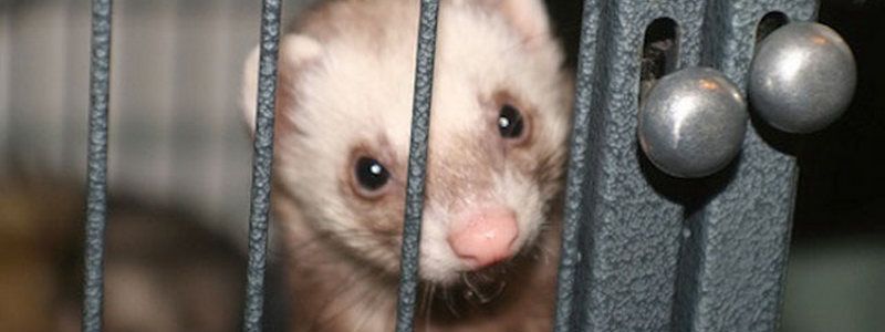 Получи ответ: сколько животных нужно убить ради одной шубы