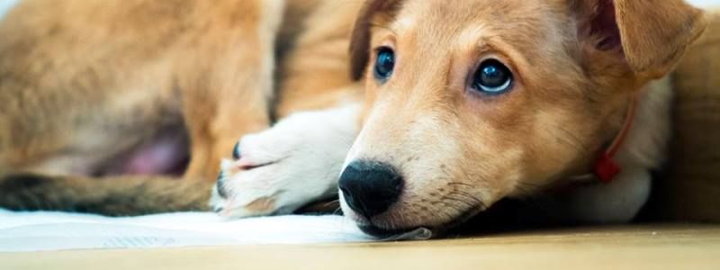 Подарите любовь: какие животные ищут дом в Киеве