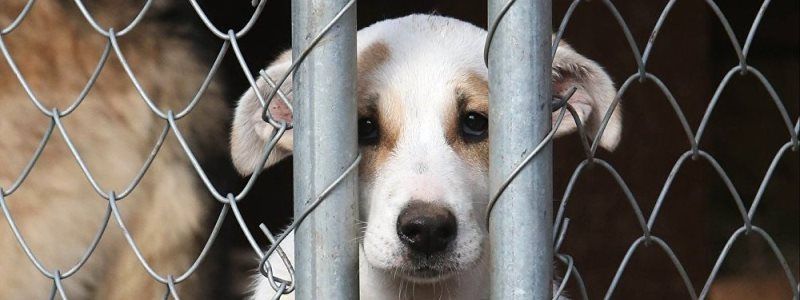 У Києві відбудеться акція «Хто кришує шкуродерів?»