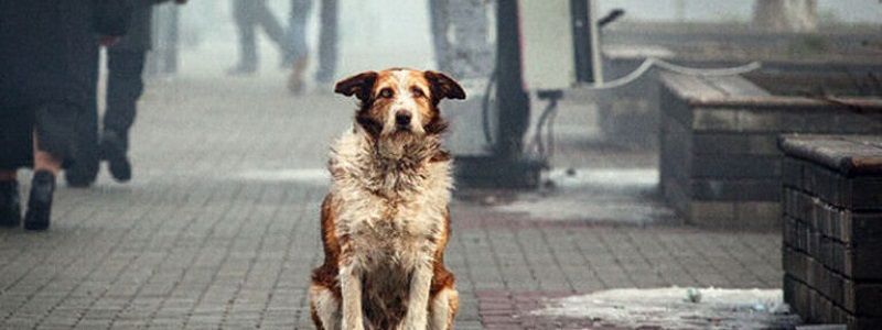 У Києві відбудеться акція на підтримку зоозахисного законопроекту № 6598 