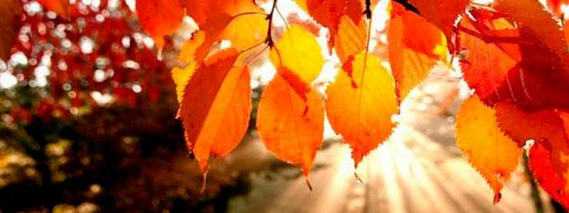 Погода на 14 октября: в Киеве не будет осадков