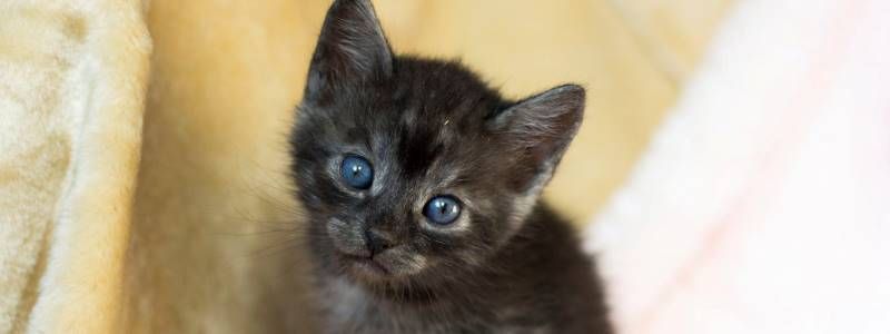 Подарите любовь: какие животные ищут дом в Киеве