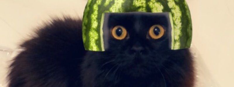 Фото будущего ребенка Меган Маркл, ответ на вызов Хабиба и селфи-фильтры для котиков: ТОП новостей дня