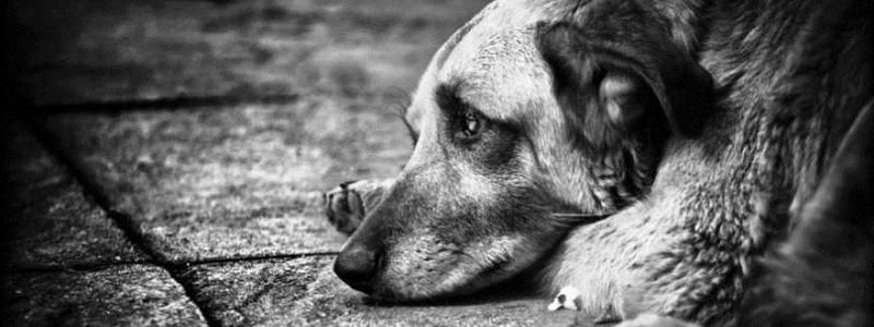 У Києві відбудеться акція «Живодерів-хуліганів – за ґрати!»