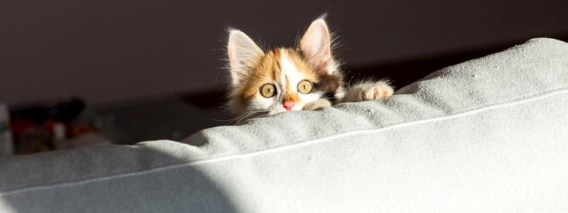 Подарите любовь: какие животные ищут дом в Киеве