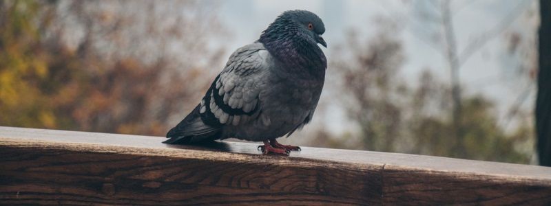 Осеннее спокойствие в Киеве: какой погодой закончится октябрь