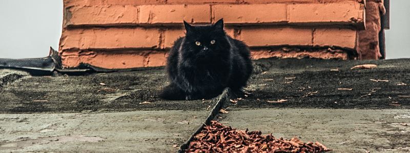 В Киеве котики проводят экскурсию: как это работает