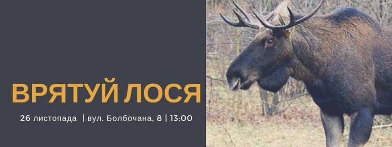 У Києві відбудеться зоозахисна акція "Врятуй лося!"