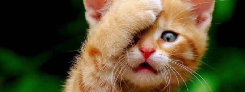 Чому важливо стерилізувати домашніх тварин